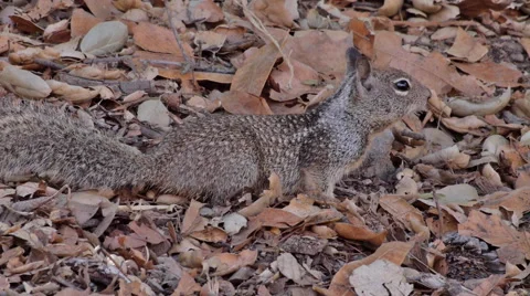California Ground Squirrel Stock Footage 45872102