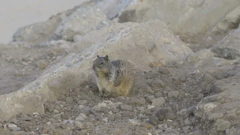 California Ground Squirrel Video stock 156405613