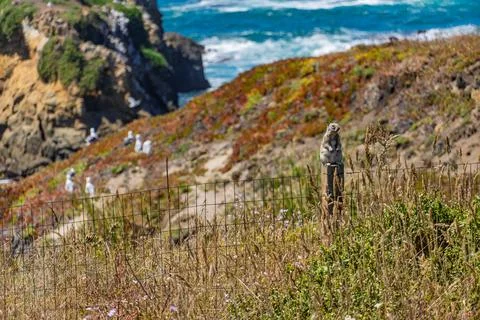California ground squirrel perched on a wire fence along the Pacific coast Stock Photos