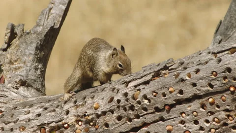 California ground squirrel on tree Stock Footage