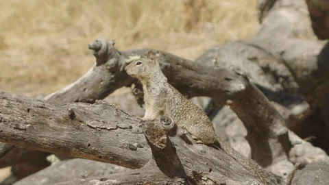 California ground squirrel on tree 動画素材 139054955