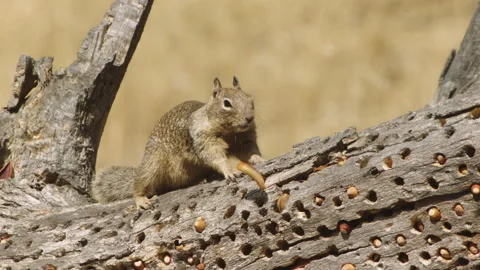 California ground squirrel on tree Stock-Footage 139054957
