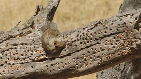 California ground squirrel on tree Stock-Footage 139054972