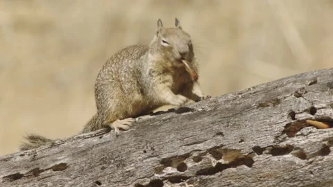California ground squirrel on tree Stock-Footage 139054995