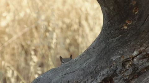 California ground squirrel on tree Stock-Footage 139055498