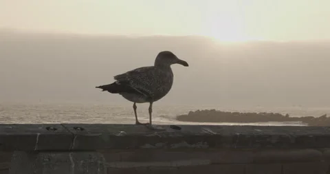 California Gull At Beach Stock Footage 165263816