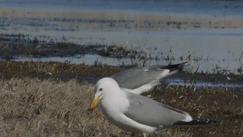 California Gulls gathering nesting material, 4k Stock Footage 276249960