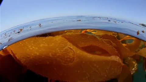 California kelp bed Stock Footage 70972747