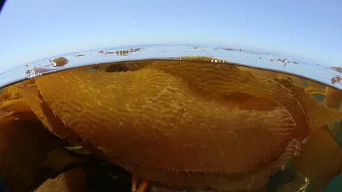 California kelp bed Stock Footage 70992782
