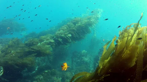 California Kelp Forest Swim Through 02 Stock Footage