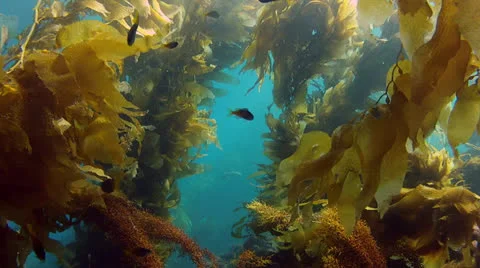California Kelp Forest Swim Through 01 Stock Footage