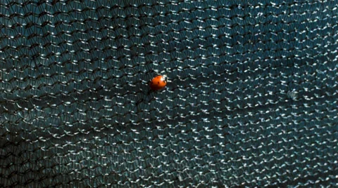 California ladybug crawling on a grid Stock Footage 38365813