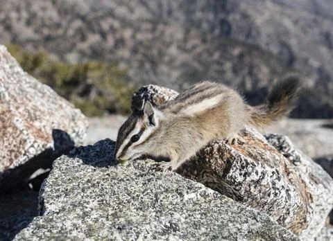 California Lodgepole Chipmunk Stock Photos