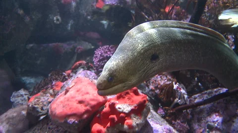 California moray eel Stock Footage 1020281