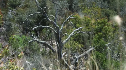 California Mountainside - Old Tree 動画素材 64912864