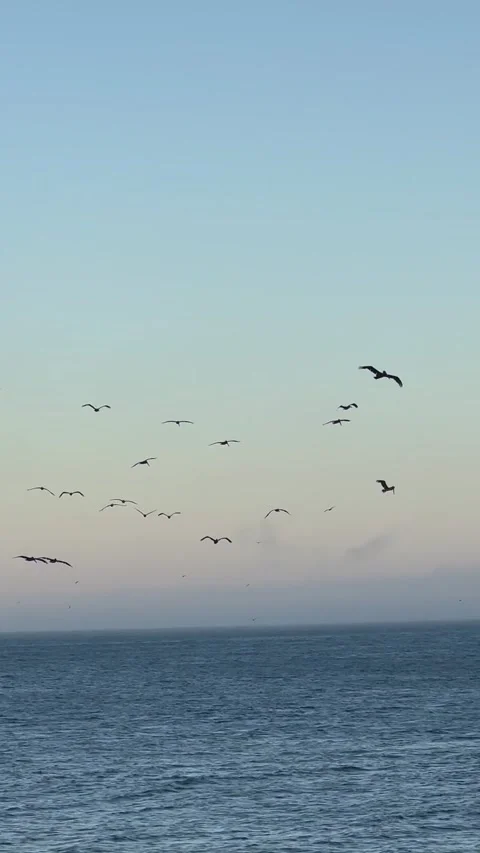 California ocean birds flying at sunset over scenic blue coastline Video stock 316605953