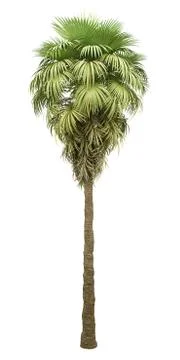 California palm tree isolated on white background. 3d illustration Stock Illustration