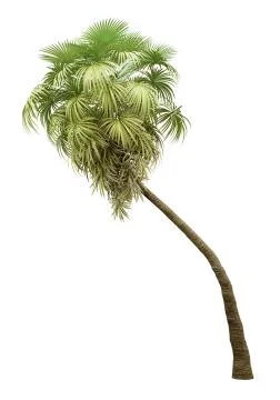 California palm tree isolated on white background. 3d illustration Stock Illustration