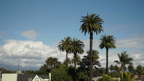 California Palm Trees Clouds Timelapse. Stock Footage 235733217