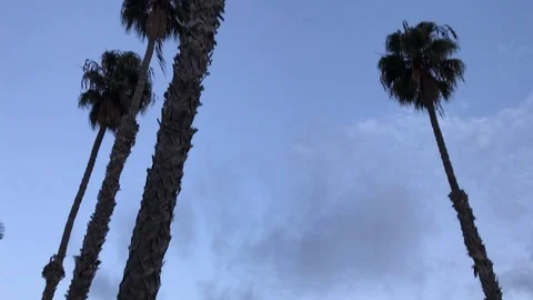 California Palm Trees Stock Footage 82188160