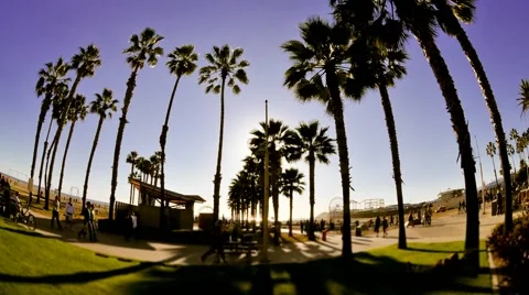 California Palms Stockbeeldmateriaal 41301207