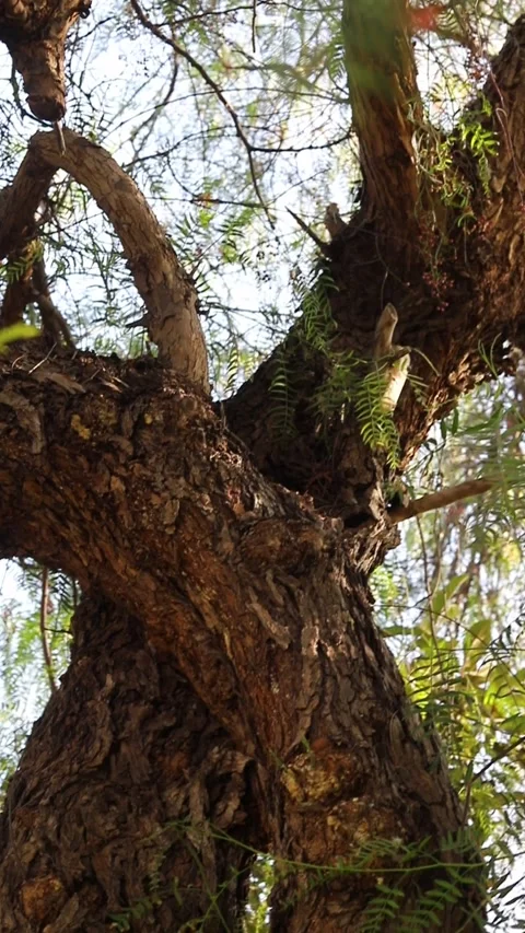California pepper tree Stock Footage 281407280