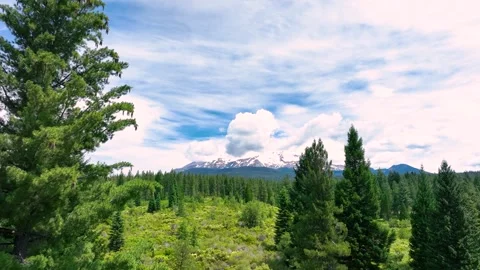 California pine forests with a view of Mount Shasta. Video stock 295810177