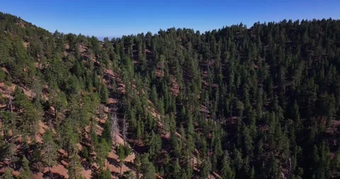 California Pine Tree Forest Ojai Aerial Video Stock Footage 280785216