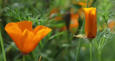 California poppies Stock Footage 132786210