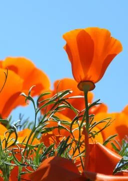 California Poppies Stock Photos