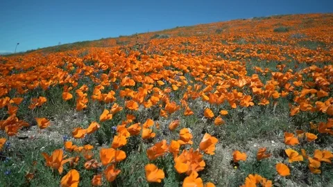 California Poppy Bloom Stock Footage