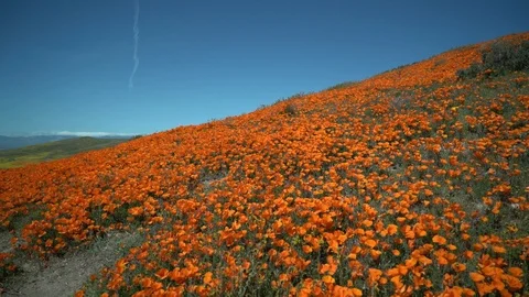 California Poppy Bloom Stock Footage