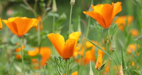 California poppy patch Video stock 132786215