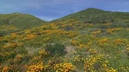 California Poppy Super Bloom Aerial Shot Of Wild Flowers In Lake Elsinore Stock Footage