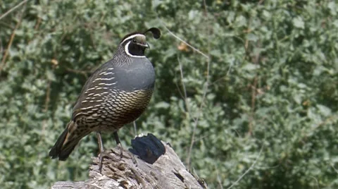 California Quail 2 Video stock 8550317