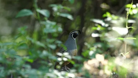 California quail, Male in the undergrowth Stock Footage
