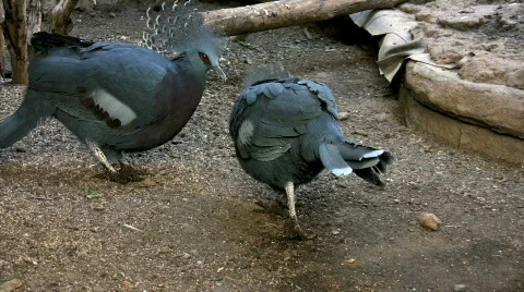 California Quail peck each other Stock Footage