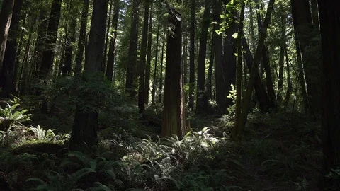 California redwoods and ferns Stock Footage