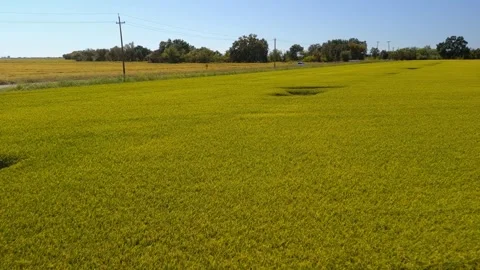 California Rice Fields Low Drone Pass Stock Footage 249682785