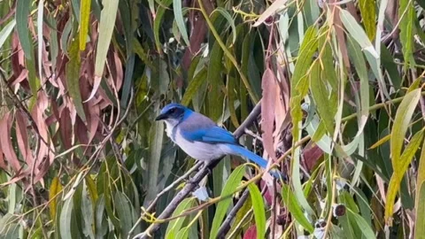California scrubjay perched on a branch in a eucalyptus tree Vidéo 334353653