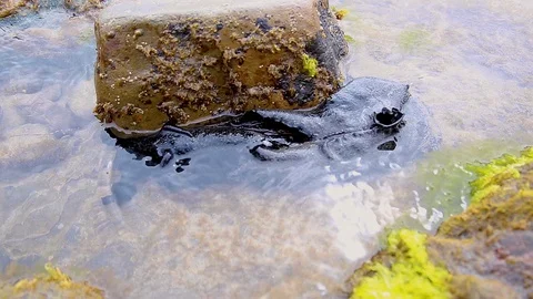 California Sea Hare 스톡 동영상 122192022