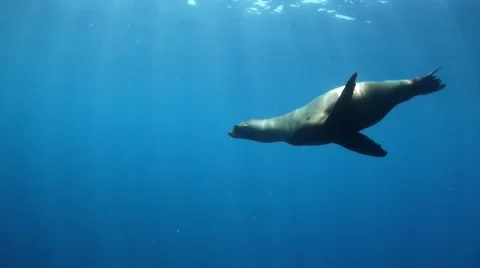 California Sea Lion Stock Footage