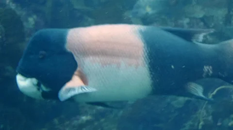 California sheephead Stock Footage 35459627