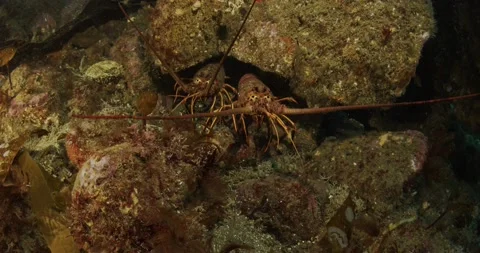 California spiny lobster react to close encounter Stock Footage 199683341