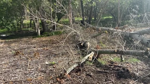 California Storm Damage Trees Broken Vídeos de archivo 167576677