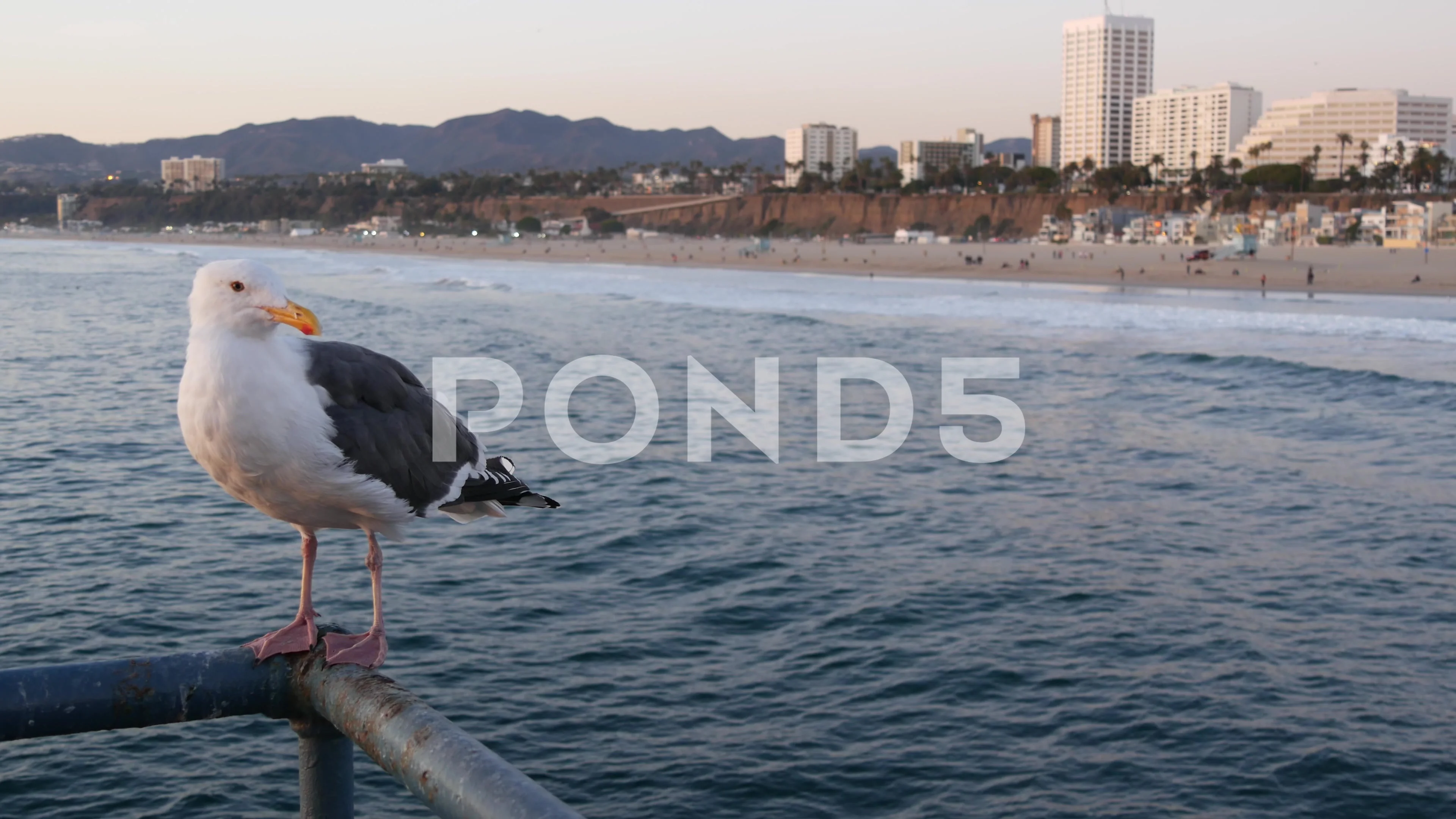 California Summertime Beach Aesthetic P Stock Video Pond5