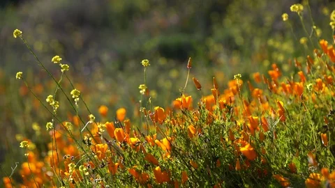 California Super Bloom 2019 Poppy Spring Flowers Focus In and Out Lake Elsinore Stock Footage