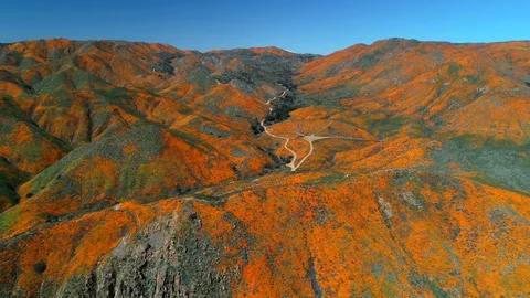California Super Bloom 動画素材 127875496