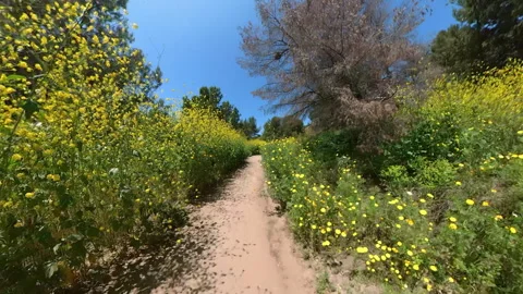 California Super Bloom Mountain Bike Through Wild Flowers Front View 03.mp4 Stock Footage 325977553