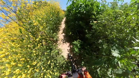 California Super Bloom Wild Flowers Mountain Bike POV 03.mp4 Stock Footage 320516632